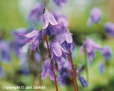 Campanula barbata